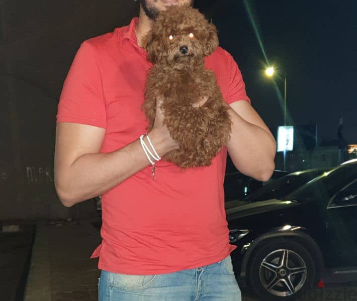 toy poodle  توي بودل 1