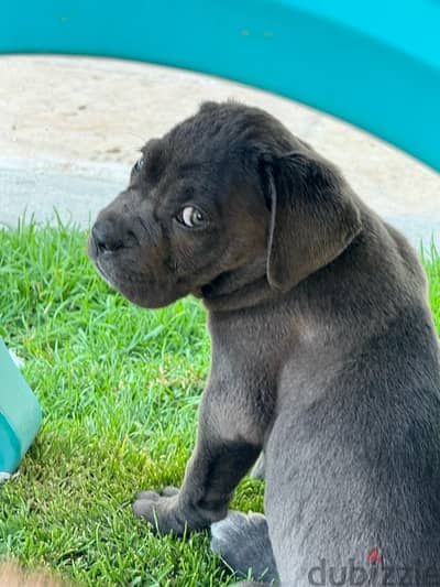 Cane Corso