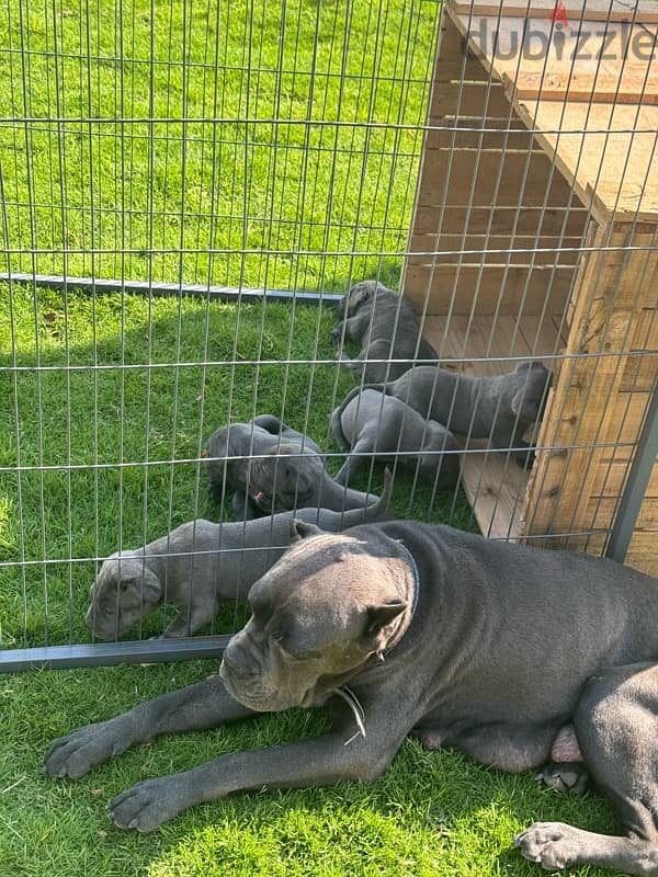 Cane Corso 1