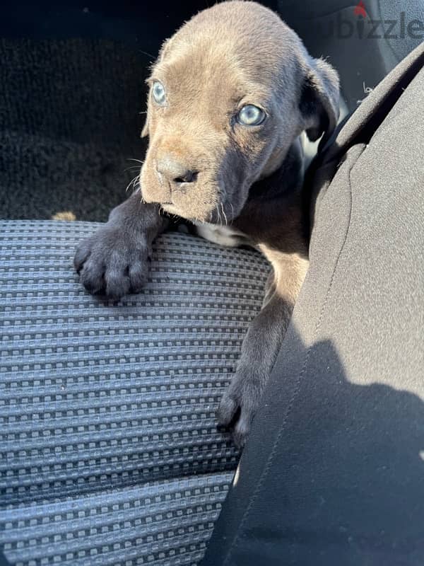 Cane Corso 2