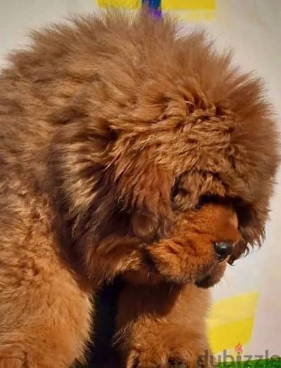 Tibetan Mastiff boys from Russia