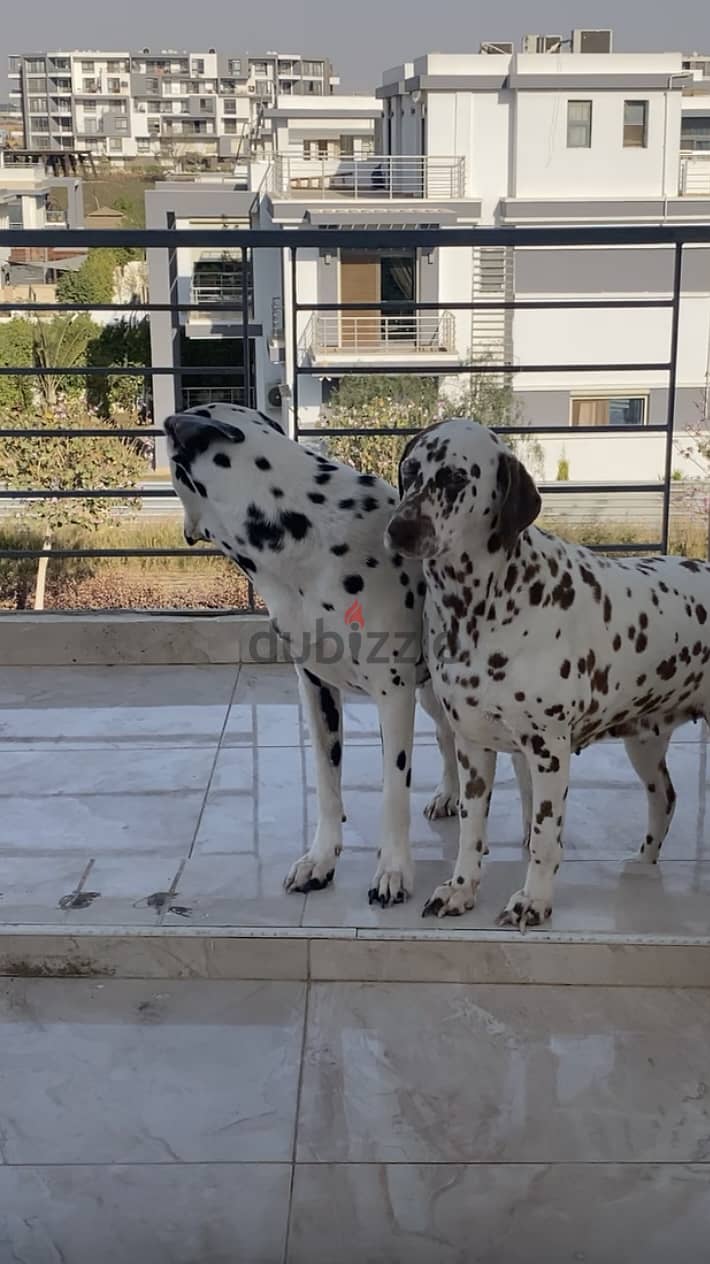 Dalmatian 1