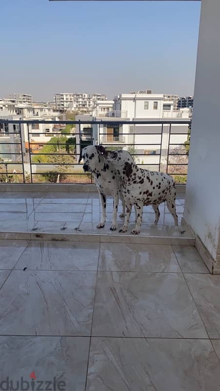 Dalmatian 2