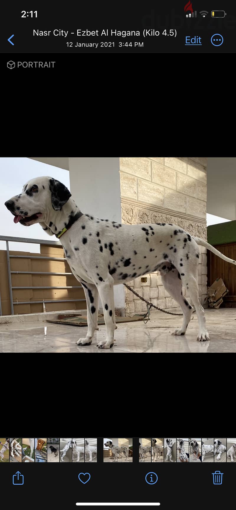 Dalmatian 3