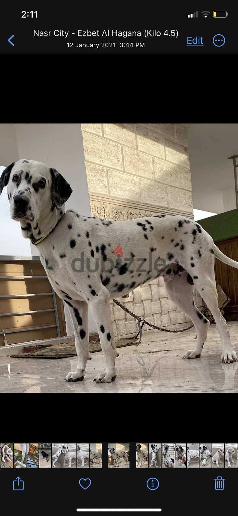 Dalmatian 4