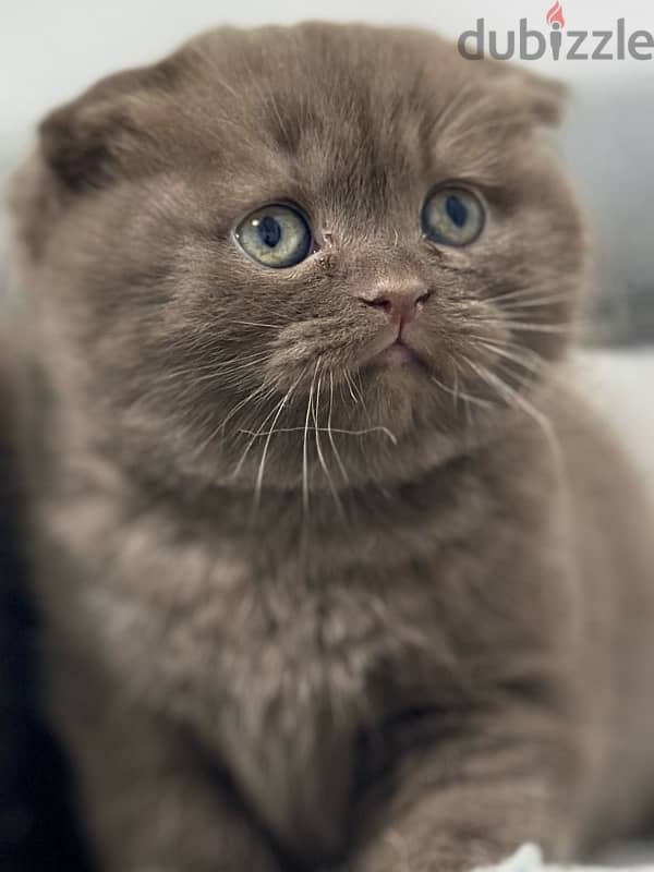 Brown female scottish fold 1