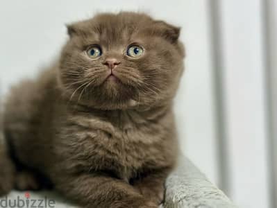 Brown female scottish fold