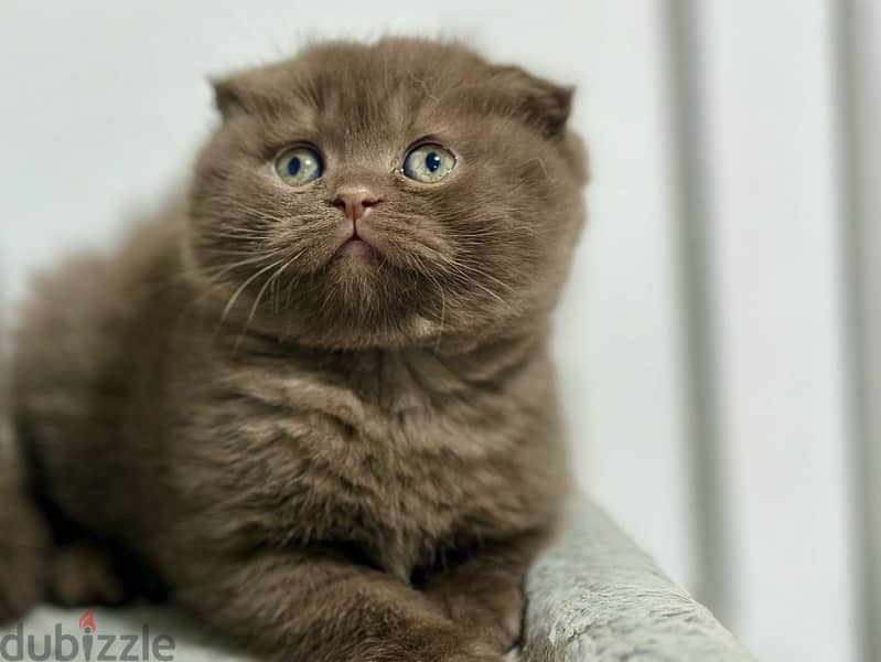 Brown female scottish fold 0