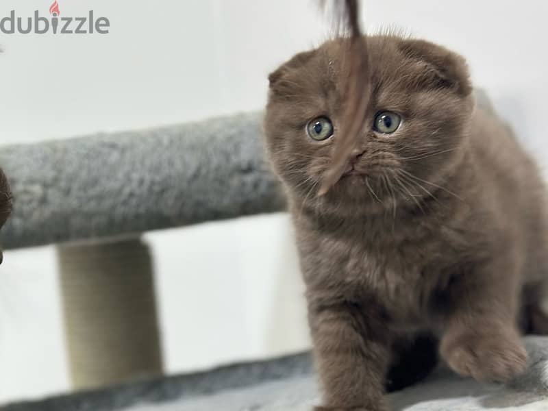 Brown female scottish fold 2