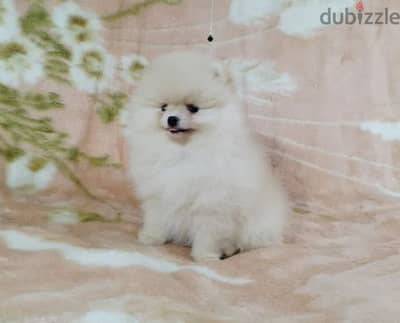 Teacup Pomeranian Dog For Sale From Europe