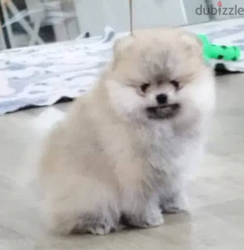 Teacup Pomeranian Dog For Sale From Europe 1