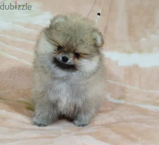 Teacup Pomeranian Dog For Sale From Europe 2