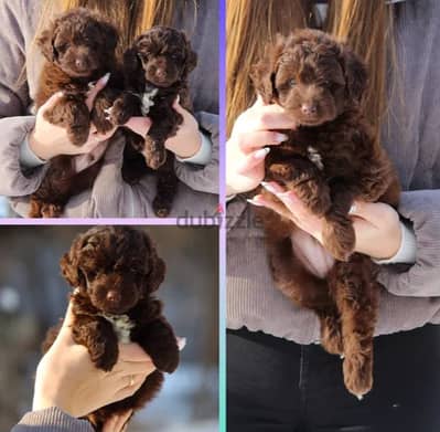 Chocolate Maltipoo Puppy For Sale From Europe