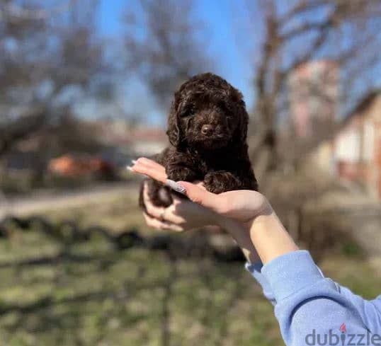 Chocolate Maltipoo Puppy For Sale From Europe 1