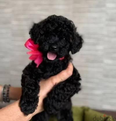 Black Poodle Puppy Dog For Sale From Europe