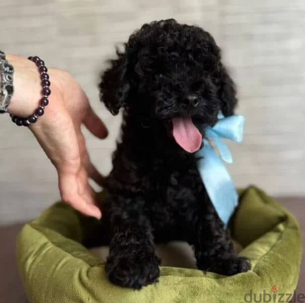 Black Poodle Puppy Dog For Sale From Europe 1