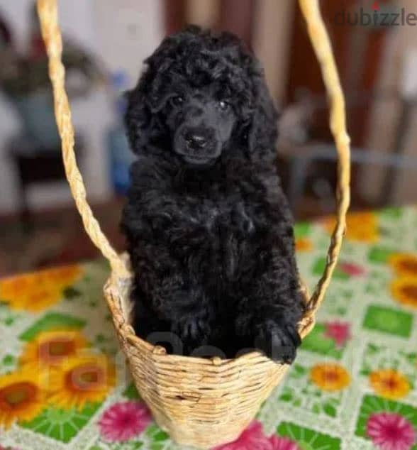 Black Poodle Puppy Dog For Sale From Europe 2