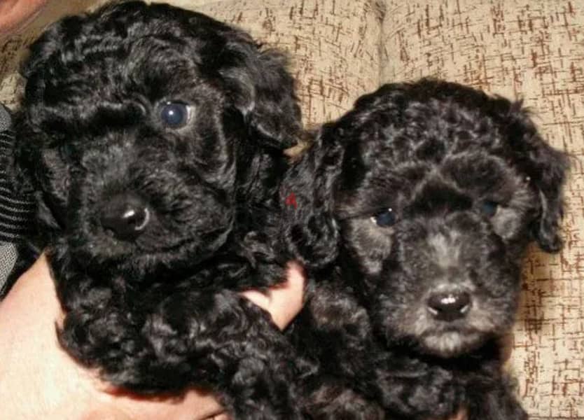 Black Poodle Puppy Dog For Sale From Europe 3