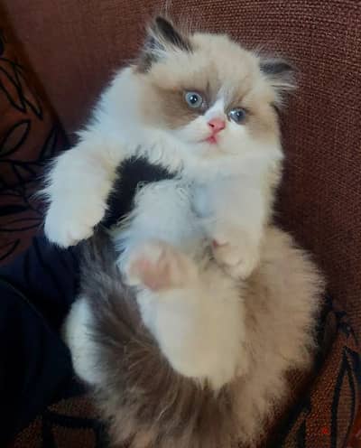 Seal bicolor Ragdoll راغدول راجدول