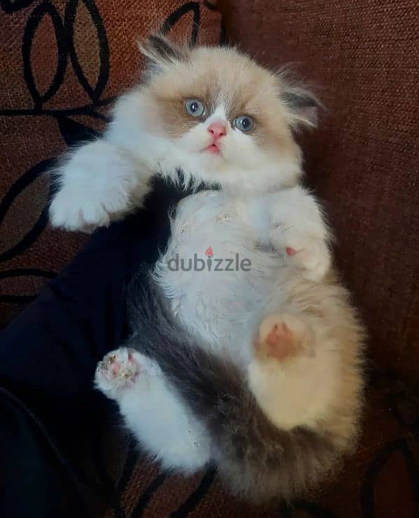 Seal bicolor Ragdoll راغدول راجدول 2