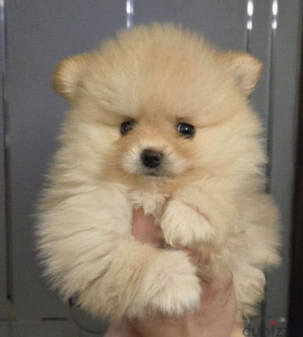 Cute Male pom 5