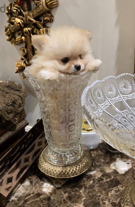 Cute Male pom 6