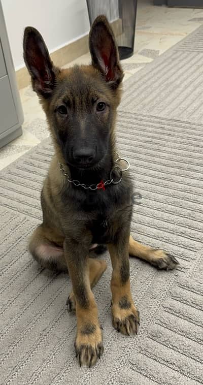 boy German shepherd sable 3 months