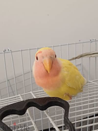 peach face lovebird طائر حب مدرب