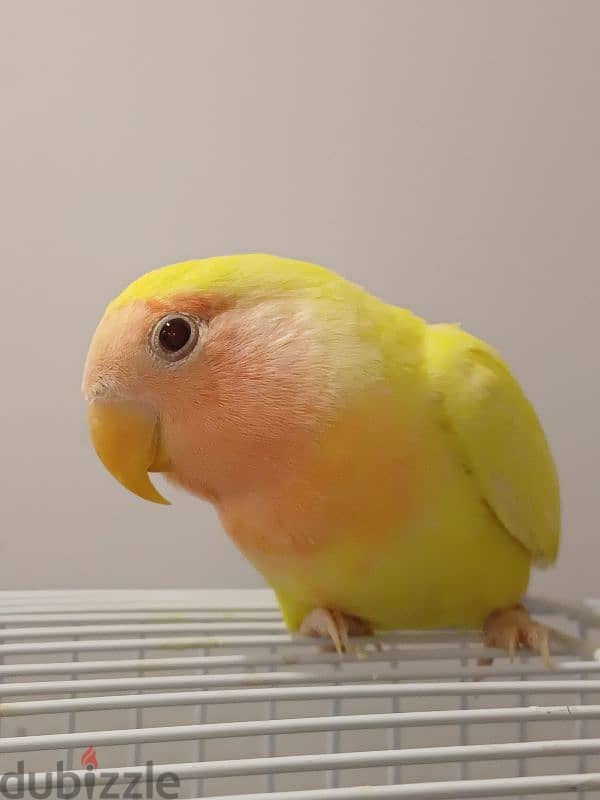 peach face lovebird طائر حب مدرب 1