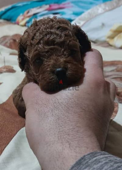 toy poodle