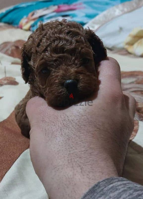 toy poodle 0