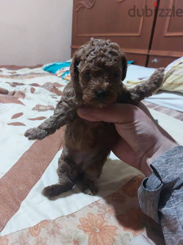 toy poodle 1