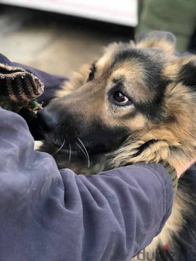 pure German shepherd for marriage