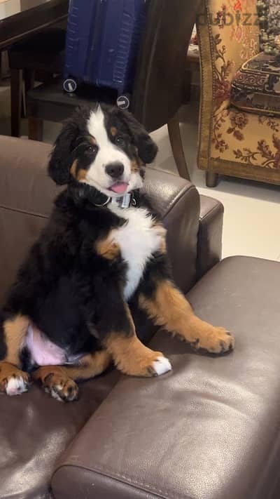 3 month old Bernese Mountain Dog