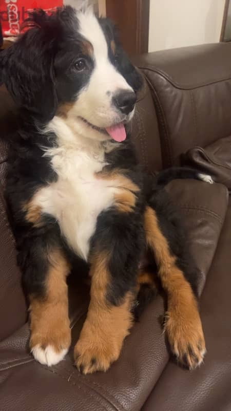 3 month old Bernese Mountain Dog 1