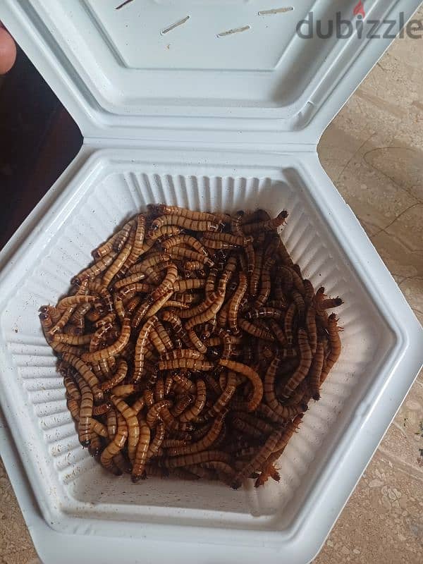 سوبر ميل ورووم 0