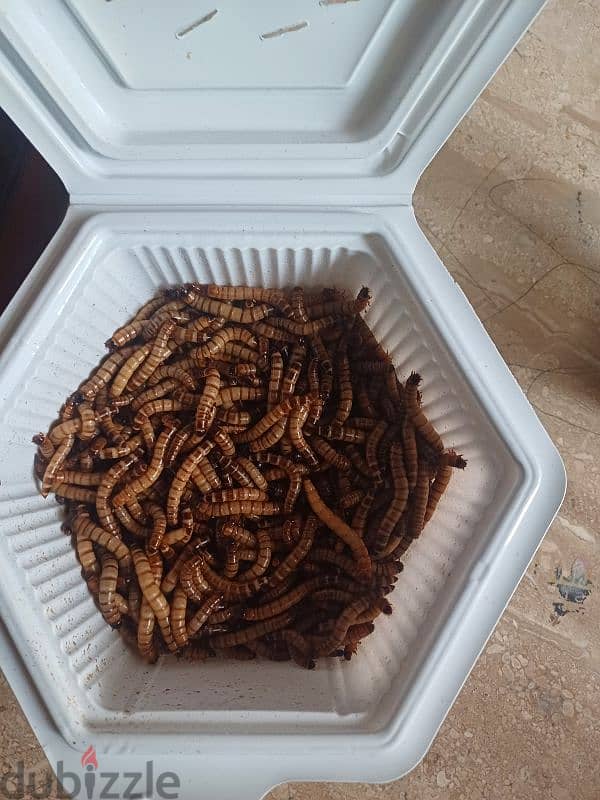 سوبر ميل ورووم 1