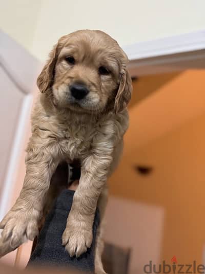 golden retriever female puppy-جولدن ريتريفر