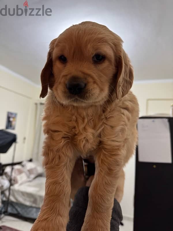 golden retriever female puppy-جولدن ريتريفر 1