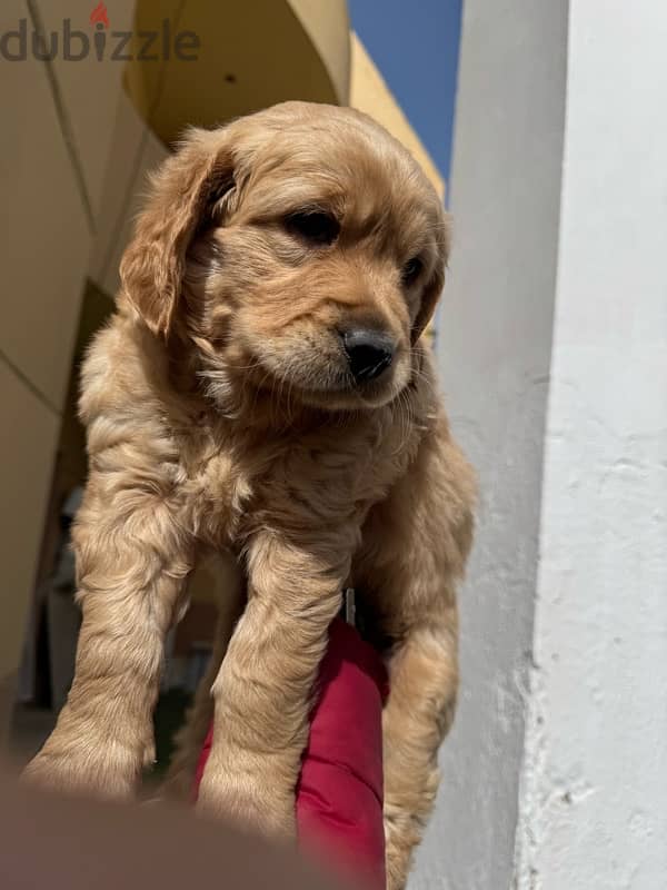 golden retriever female puppy-جولدن ريتريفر 2