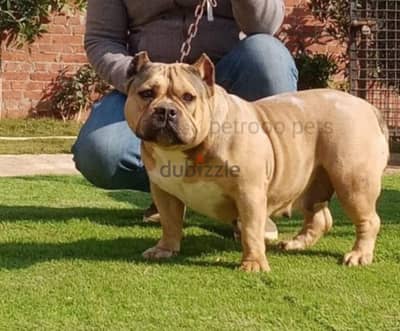 Female Exotic bully daughter of Kai