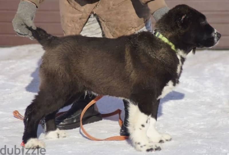 Large Alabai puppy boy from Russia 3