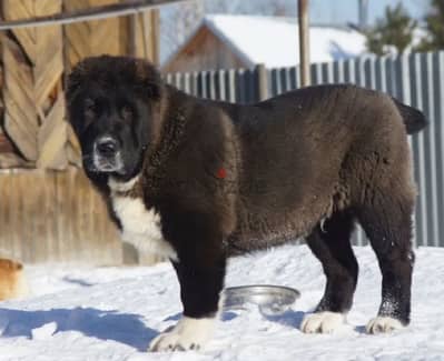 Large Alabai puppy boy from Russia