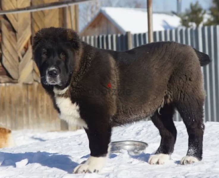 Large Alabai puppy boy from Russia 0