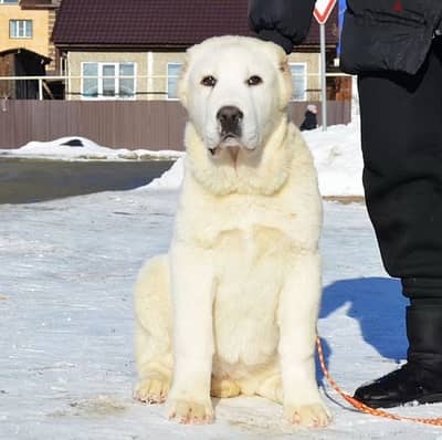 Alabai puppy female from Russia