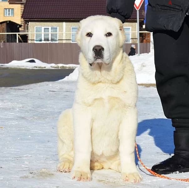 Alabai puppy female from Russia 1