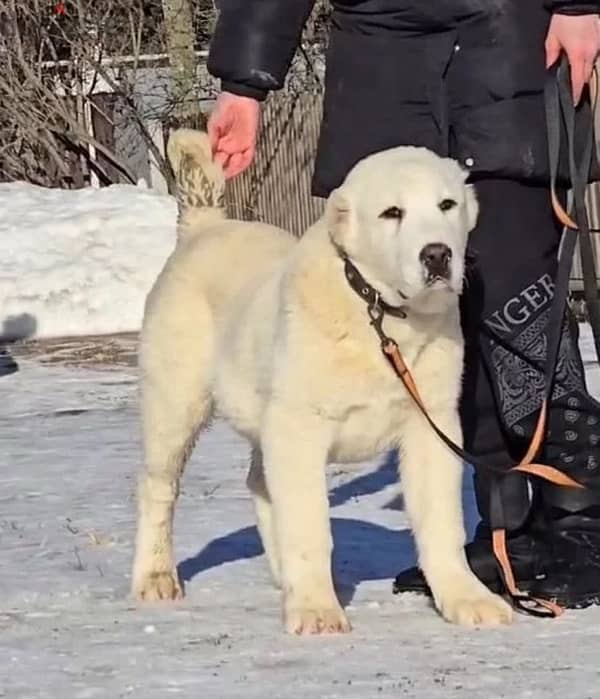 Alabai puppy female from Russia 2