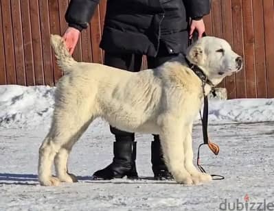 Alabai puppy female from Russia