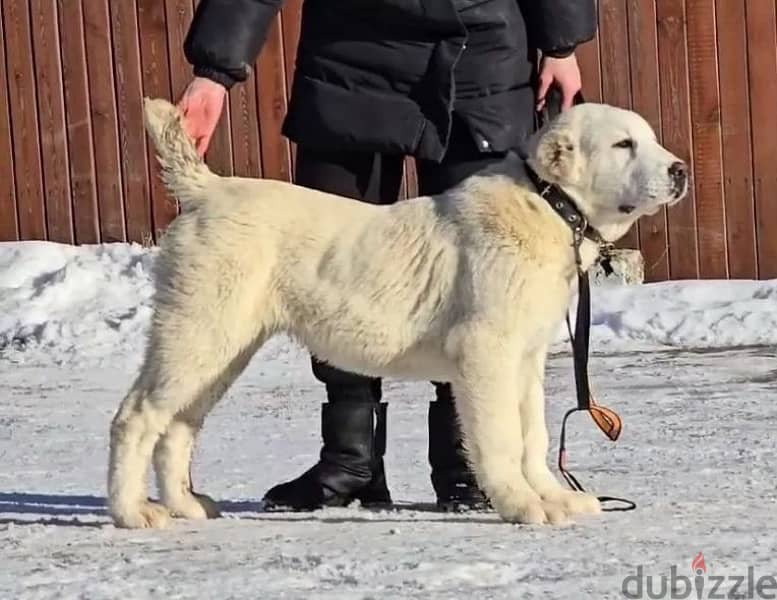 Alabai puppy female from Russia 0