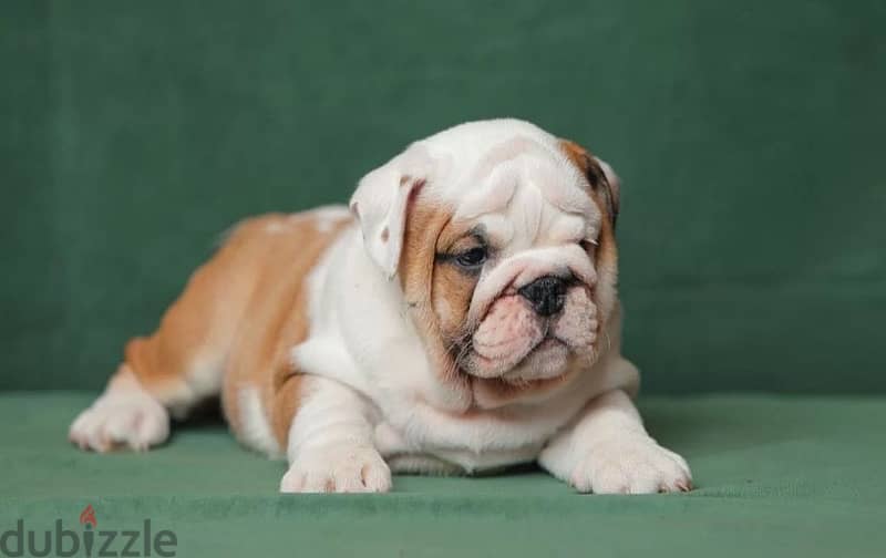 English bulldog puppies boy from Russia 0